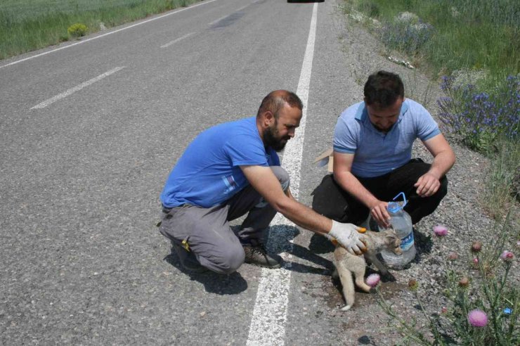 Çarptığı yavru tilkiyi 112 Acil Servis İstasyonuna götürdü