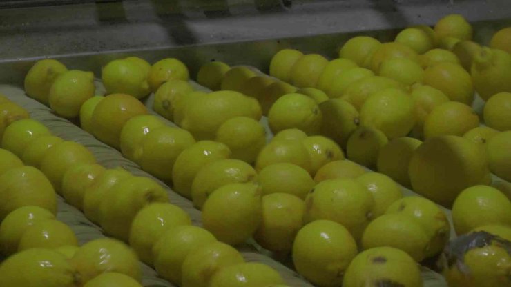 150 bin ton limon sevkiyatı devam ediyor