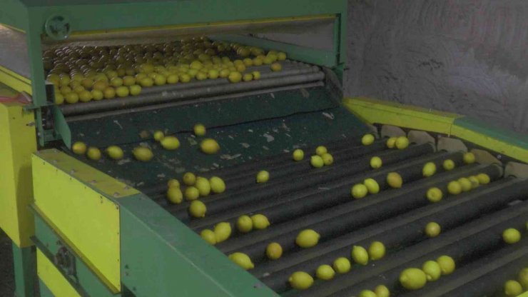 150 bin ton limon sevkiyatı devam ediyor