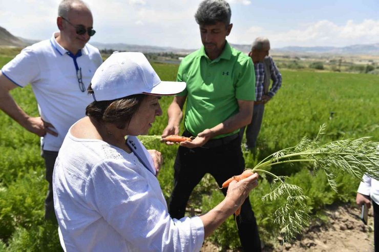 Beypazarlı üreticilere havuç üretim teknikleri eğitimi verildi