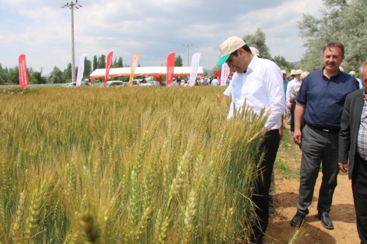 Hüyük’te deneme üretimi yapılan ’Taner’ tohumu tanıtıldı