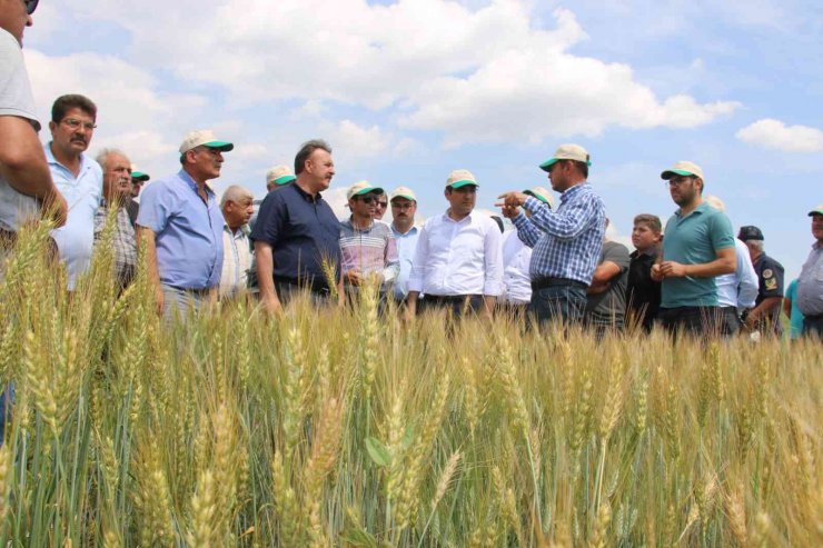 Hüyük’te deneme üretimi yapılan ’Taner’ tohumu tanıtıldı