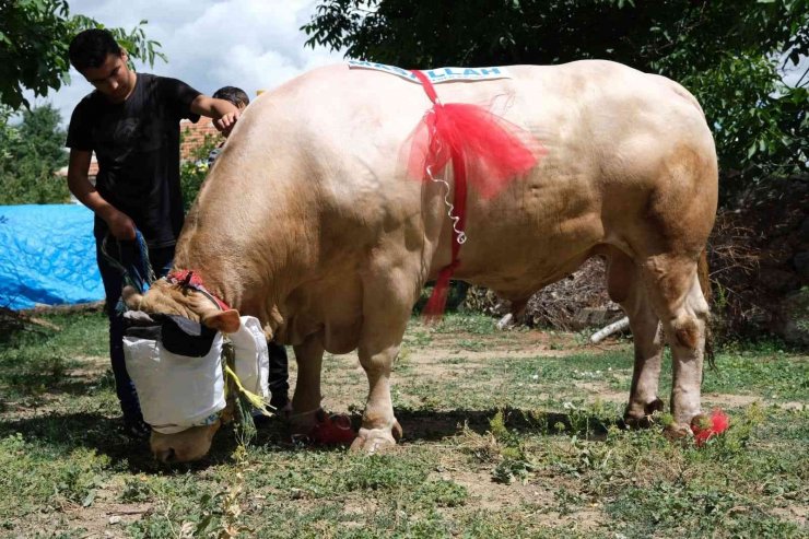 Yaklaşık 2 ton ağırlığındaki tosun, 120 bin liradan satışa çıktı