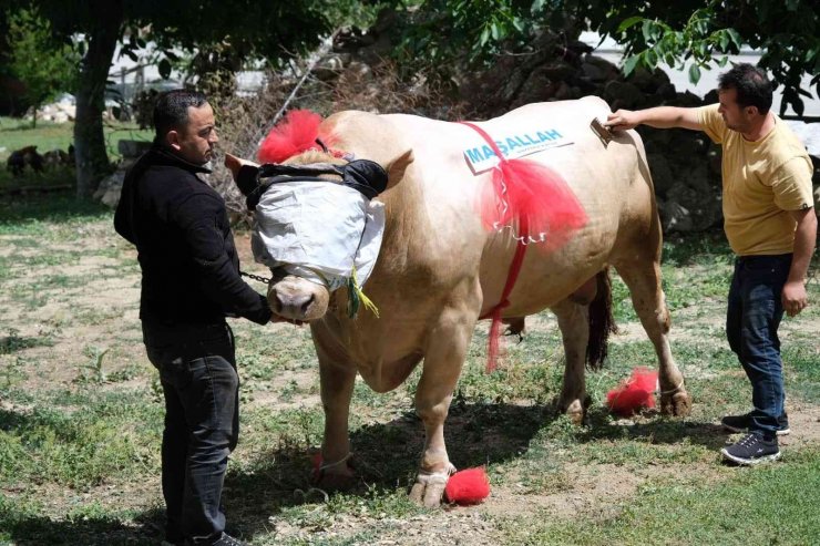 Yaklaşık 2 ton ağırlığındaki tosun, 120 bin liradan satışa çıktı