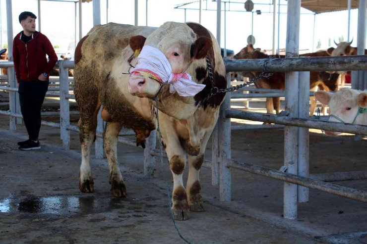 Türkiye’nin en büyük canlı hayvan pazarında kurban telaşı