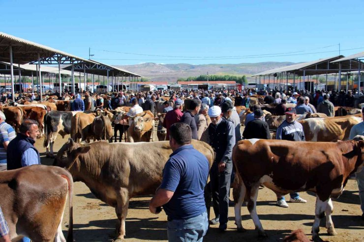 Türkiye’nin en büyük canlı hayvan pazarında kurban telaşı