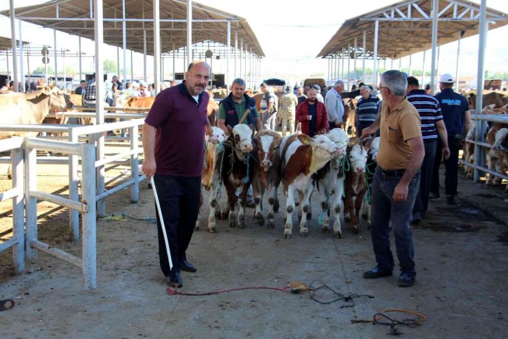 Türkiye’nin en büyük canlı hayvan pazarında kurban telaşı