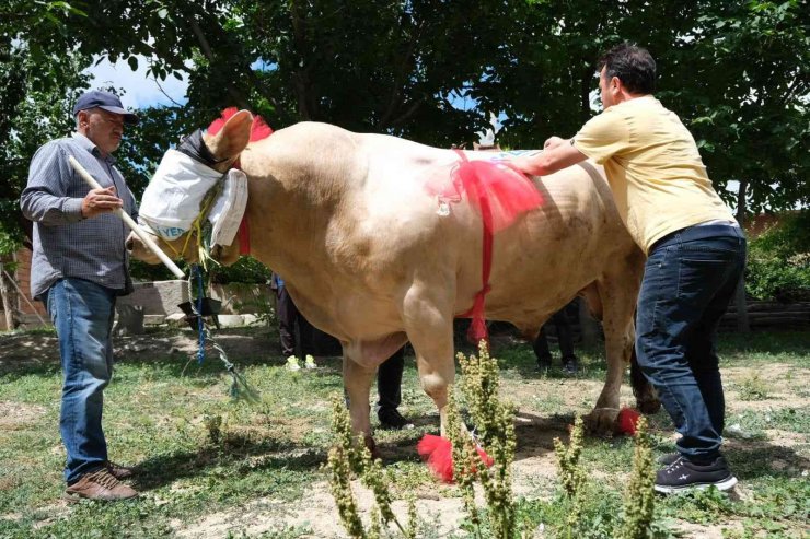 Yaklaşık 2 ton ağırlığındaki tosun, 120 bin liradan satışa çıktı