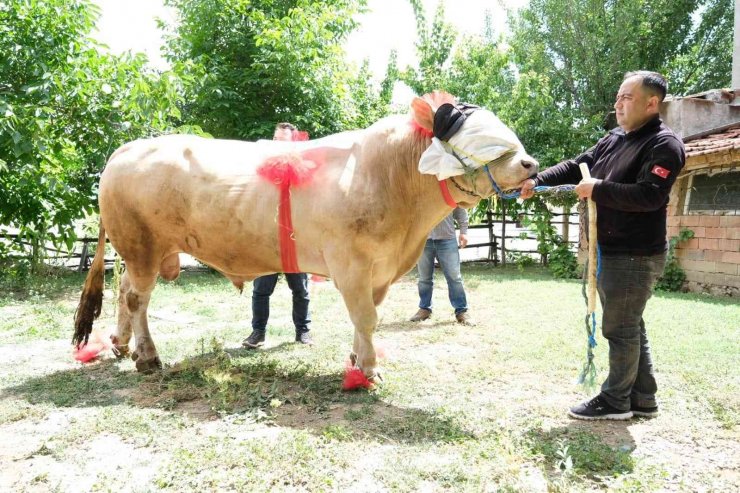 Yaklaşık 2 ton ağırlığındaki tosun, 120 bin liradan satışa çıktı