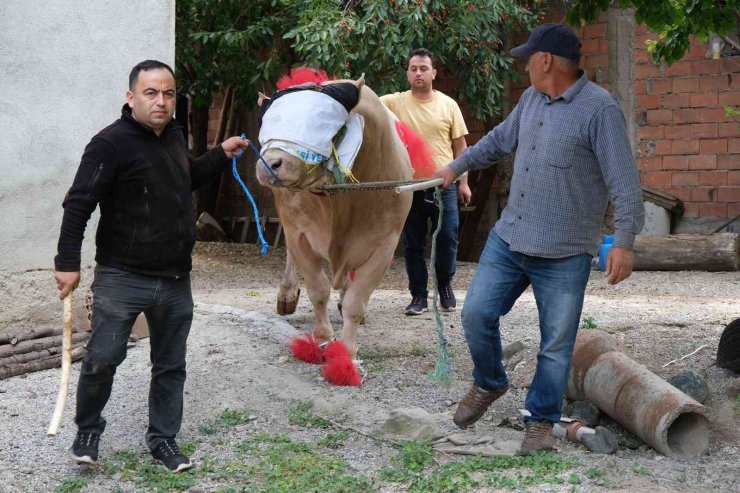 Yaklaşık 2 ton ağırlığındaki tosun, 120 bin liradan satışa çıktı