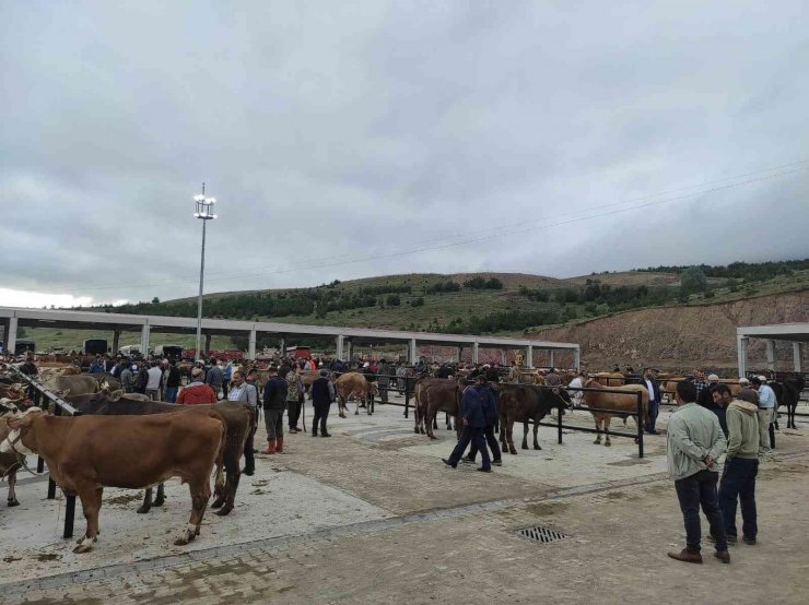 Yıldızeli Canlı Hayvan Pazarı hizmete girdi