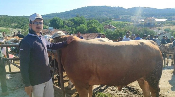 Çekerek’te kurbanlıklar alıcılarını bekliyor