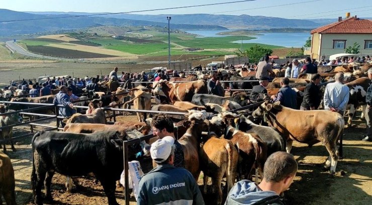 Çekerek’te kurbanlıklar alıcılarını bekliyor