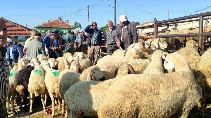 Çekerek’te kurbanlıklar alıcılarını bekliyor