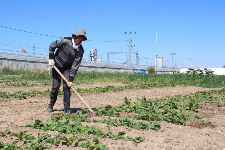 Şeker pancarında dışa bağımlılıktan kurtulmaya az kaldı