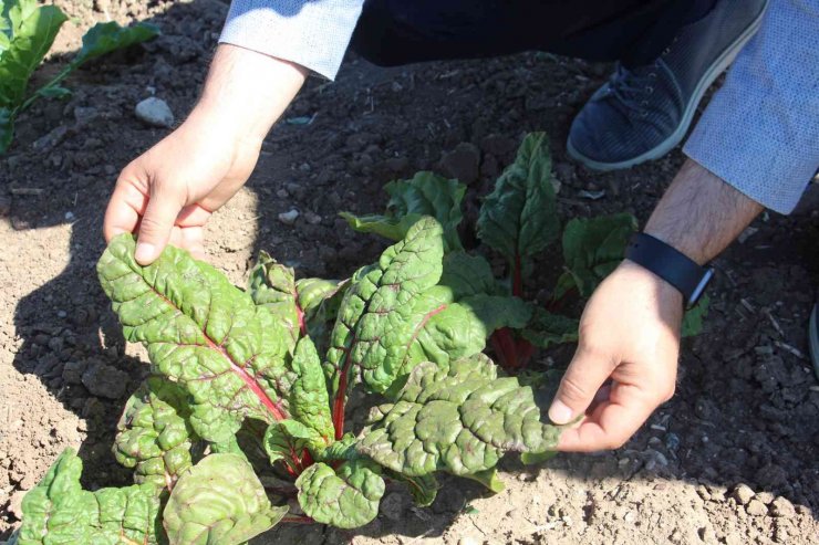 Şeker pancarında dışa bağımlılıktan kurtulmaya az kaldı