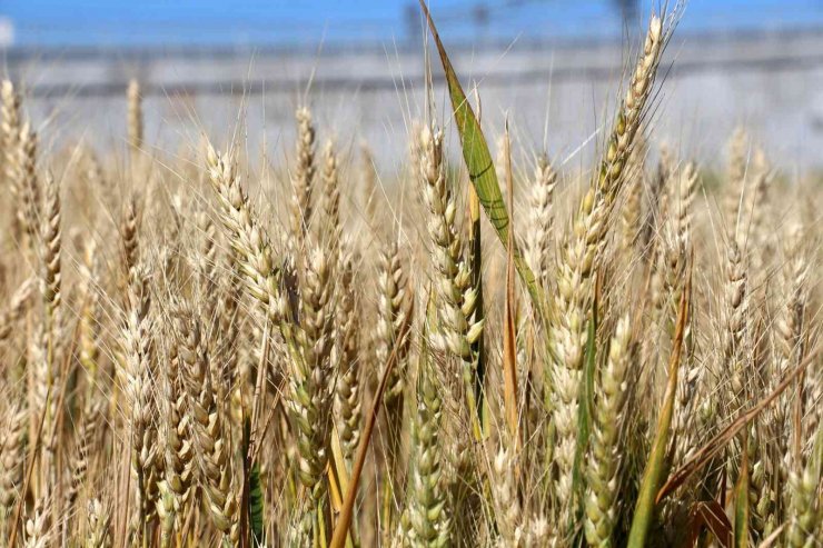 Türk bilim adamları 2 bin 500 genotip üzerinde çalışıyor