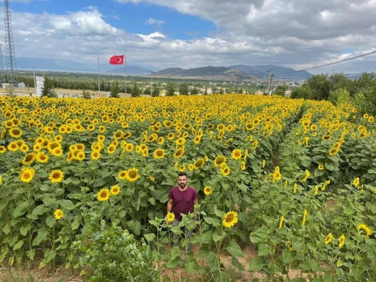 Hüyük’te ayçiçeği ekili alanlarda çayır tırtılı çalışmaları sürüyor