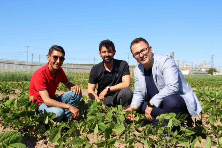 Sivas’ta tahıl, baklagiller ve yem bitkilerinde yapılan yerli ve milli ıslah çalışmaları dışa bağımlılığı bitirecek