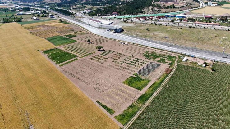 Sivas’ta tahıl, baklagiller ve yem bitkilerinde yapılan yerli ve milli ıslah çalışmaları dışa bağımlılığı bitirecek