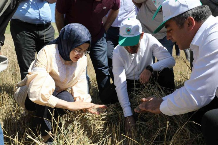 Akyurt’ta hasat zamanı