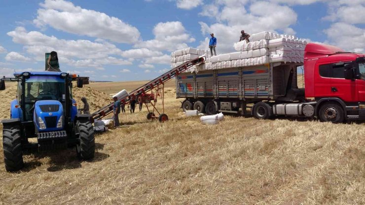 Yozgat’ta saman balyası mesaisi başladı