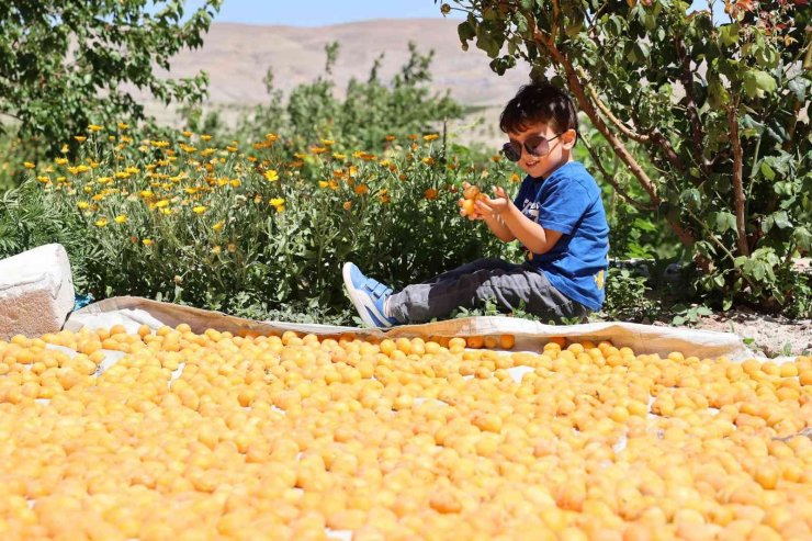 İhraçlık kayısı hasadı başladı