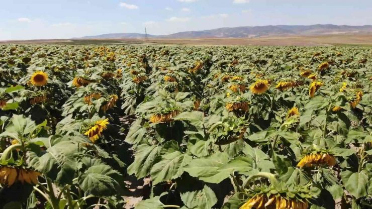 Yağlık ayçiçeği tarlaları yüzleri güldürdü: Çiftçi yüksek verim bekliyor