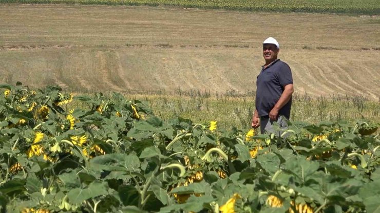 Yağlık ayçiçeği tarlaları yüzleri güldürdü: Çiftçi yüksek verim bekliyor