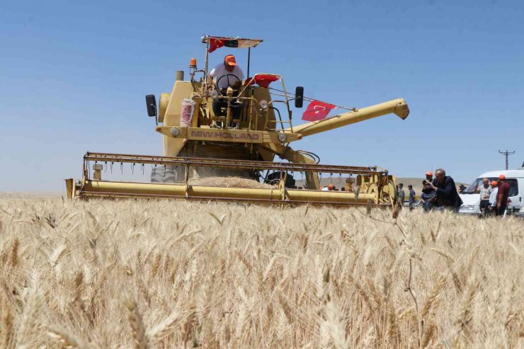 Aksaray’da halis ekmeklik buğdayın deneme ekiminin hasadı yapıldı