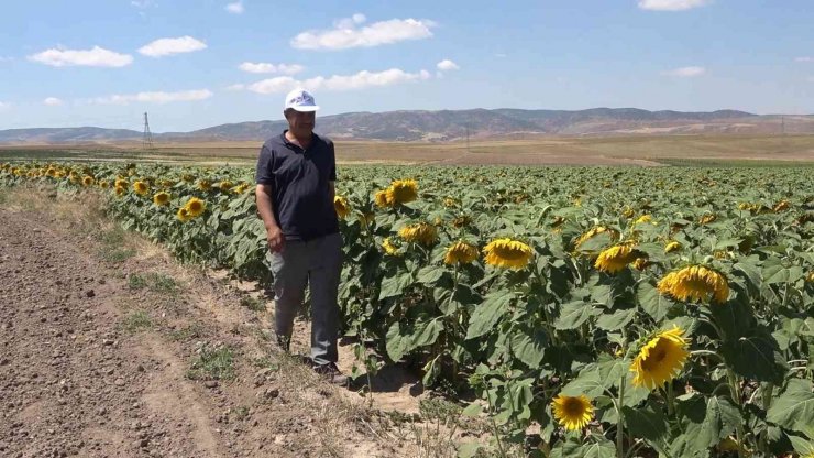 Yağlık ayçiçeği tarlaları yüzleri güldürdü: Çiftçi yüksek verim bekliyor