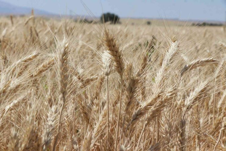 Aksaray’da halis ekmeklik buğdayın deneme ekiminin hasadı yapıldı