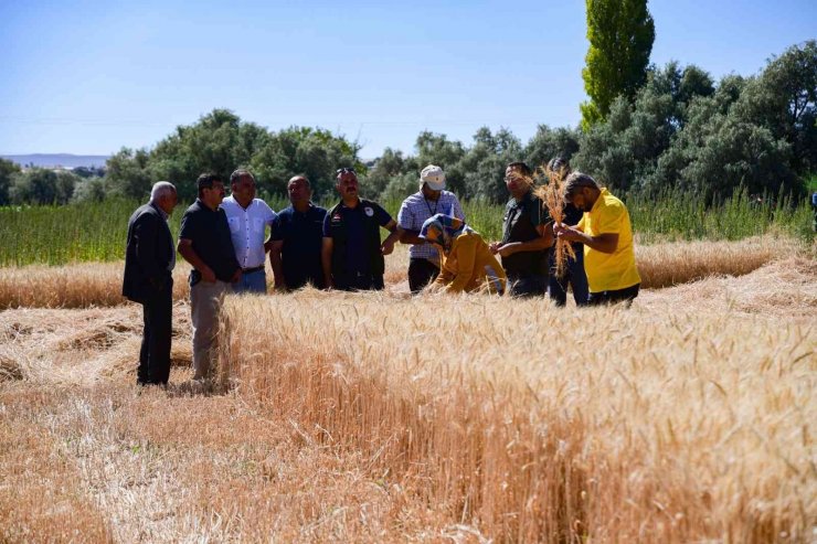 Buğday hasadı yüz güldürdü