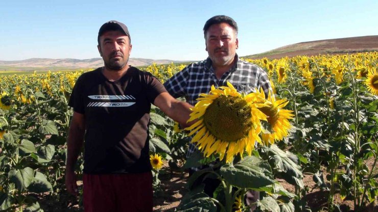 Yağlık ayçiçeğinde yüksek rekolte bekleniyor