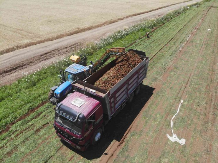 Konya Ovası’nda 55 bin dekarlık alanda havuç hasadı başladı