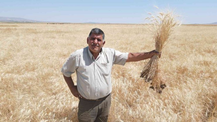 Kayseri’de ata yadigarı gacerin hasadı başladı