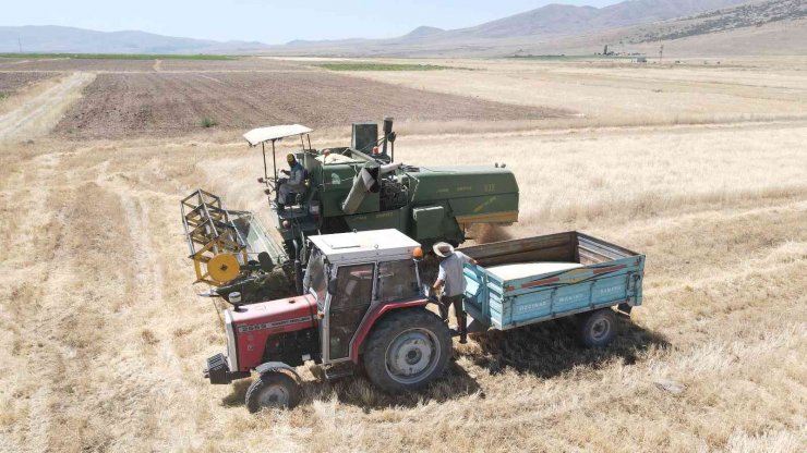 Kayseri’de ata yadigarı gacerin hasadı başladı