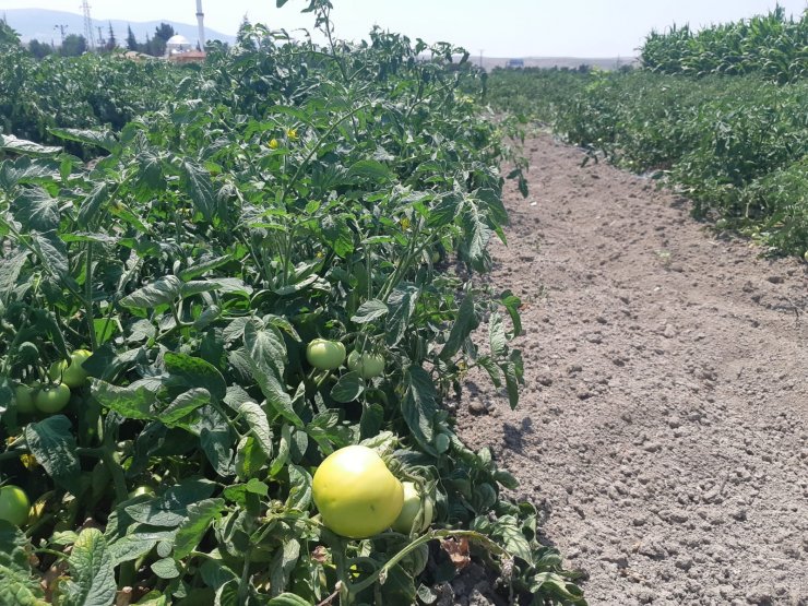 Ayaş’ın meşhur domatesi pazarlarda yerini almaya hazırlanıyor