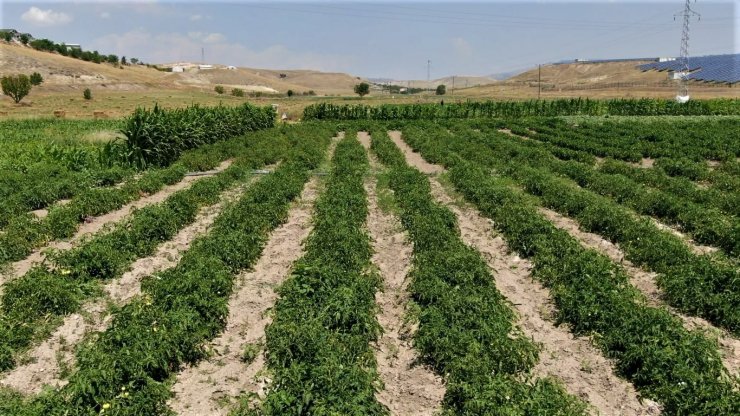 Ayaş’ın meşhur domatesi pazarlarda yerini almaya hazırlanıyor