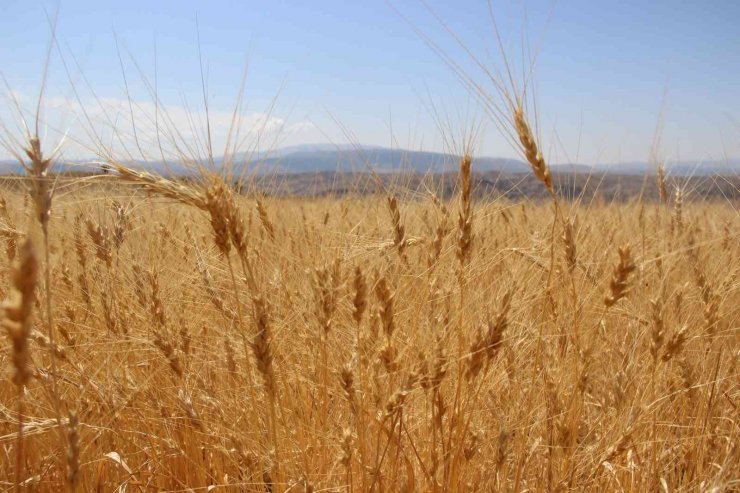 Harabede bir avuç bulundu, 8 yılda yaklaşık 70 tona ulaştı