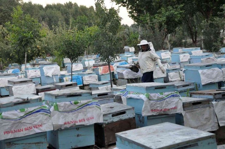 Yozgat’ta yağışlar bal üreticisinin yüzünü güldürdü