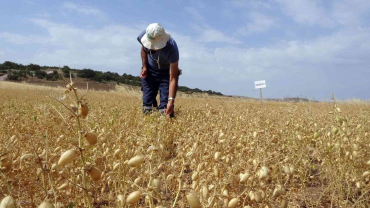 Yozgat’ta nohutta 75 bin ton rekolte bekleniyor