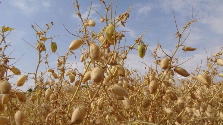 Yozgat’ta nohutta 75 bin ton rekolte bekleniyor