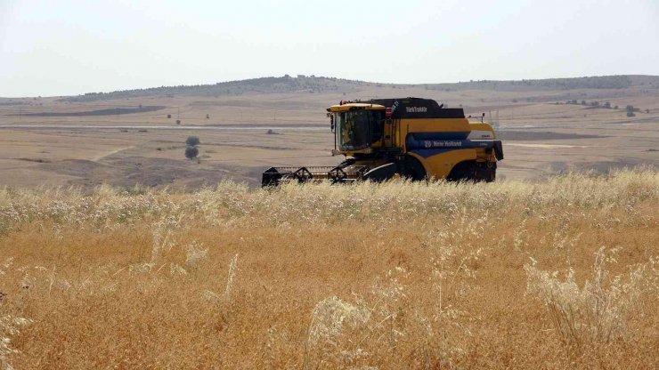 Yozgat’ta nohutta 75 bin ton rekolte bekleniyor