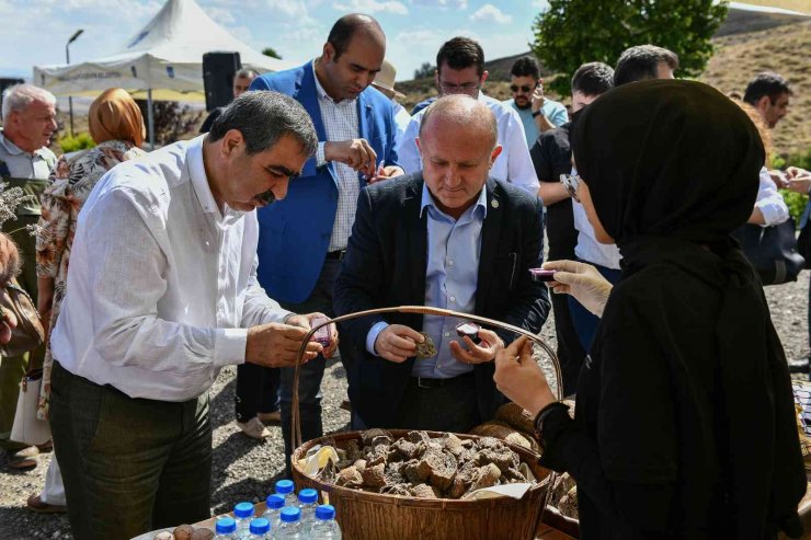 ABB’nin yetişmesinde teknik destek verdiği aronya ikinci hasadını verdi