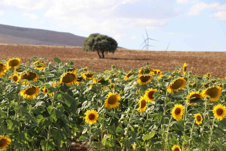 Ay çiçeği üretimi yüzde 400 arttı