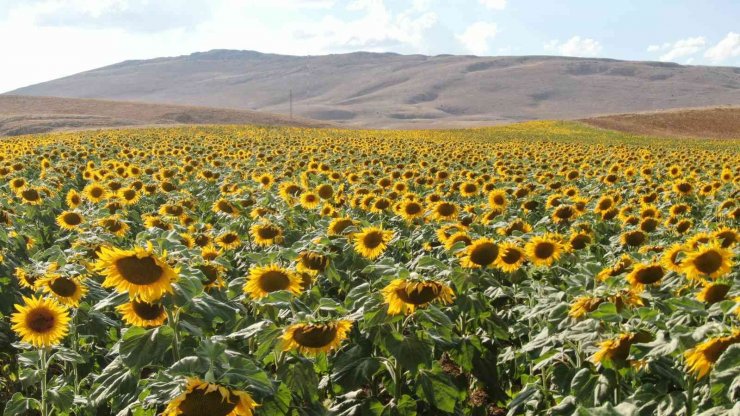 Ay çiçeği üretimi yüzde 400 arttı