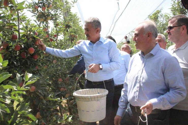 Türkiye’nin elma deposu Karaman’da hasat başladı