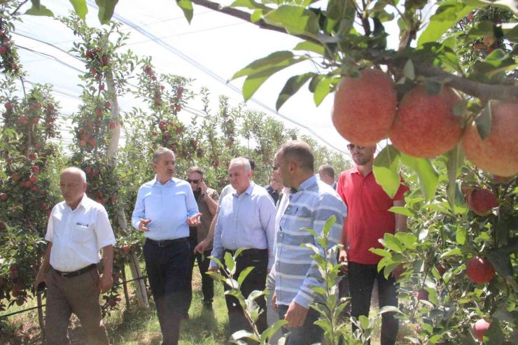 Türkiye’nin elma deposu Karaman’da hasat başladı