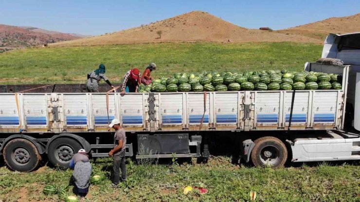 Delice karpuzunda hasat sevinci